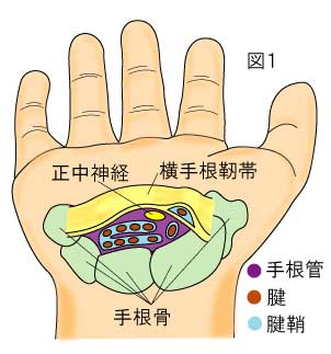手根骨と横手根靭帯(屈筋支帯)