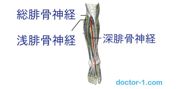 common fibular nerve2